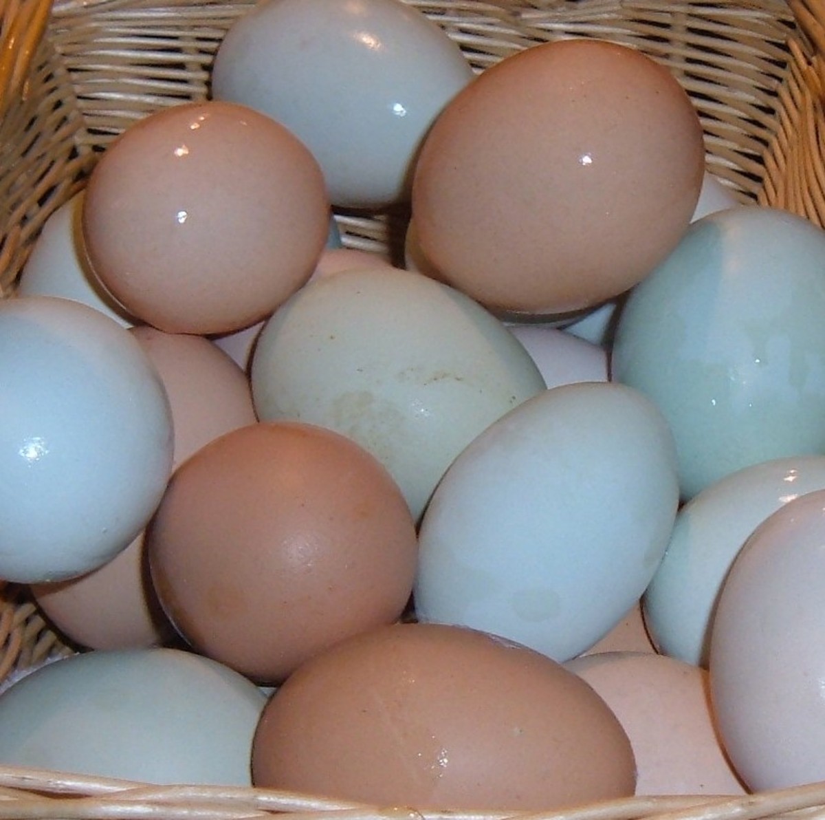 Backyard Chicken Eggs