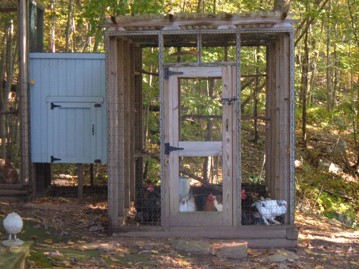 Raising Chickens in the Backyard: Our Urban Chicken Coop