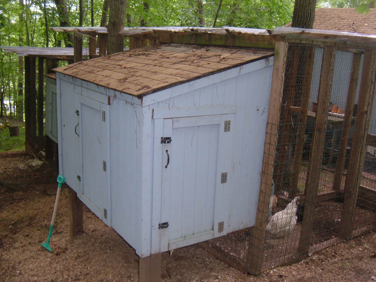 Raising Chickens in the Backyard Our Urban Chicken Coop HubPages