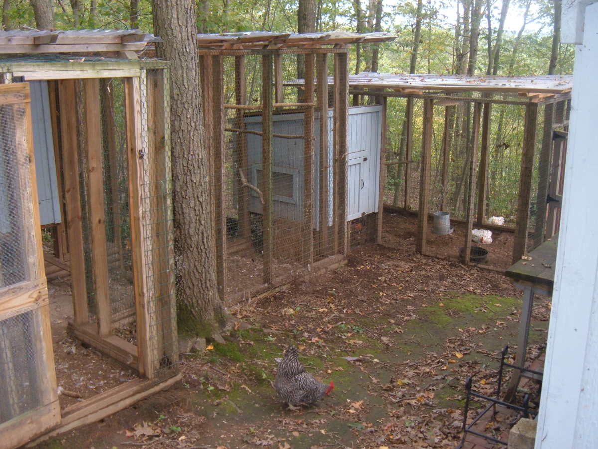 Raising Chickens in the Backyard: Our Urban Chicken Coop - HubPages