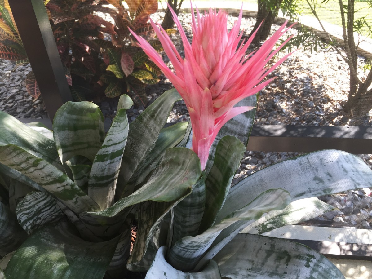 This is a new flower on one of my pink bromeliads. See the pup on the left? Soon it will have a flower, too. Notice this one is growing in the ground. You can do that in Florida.