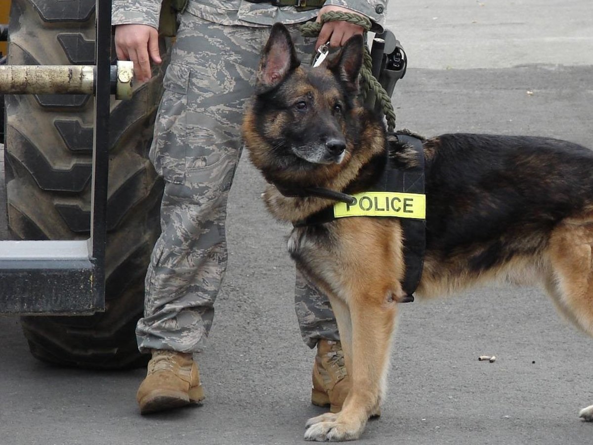 A two-person police job is now a one-person-and-one-dog job.