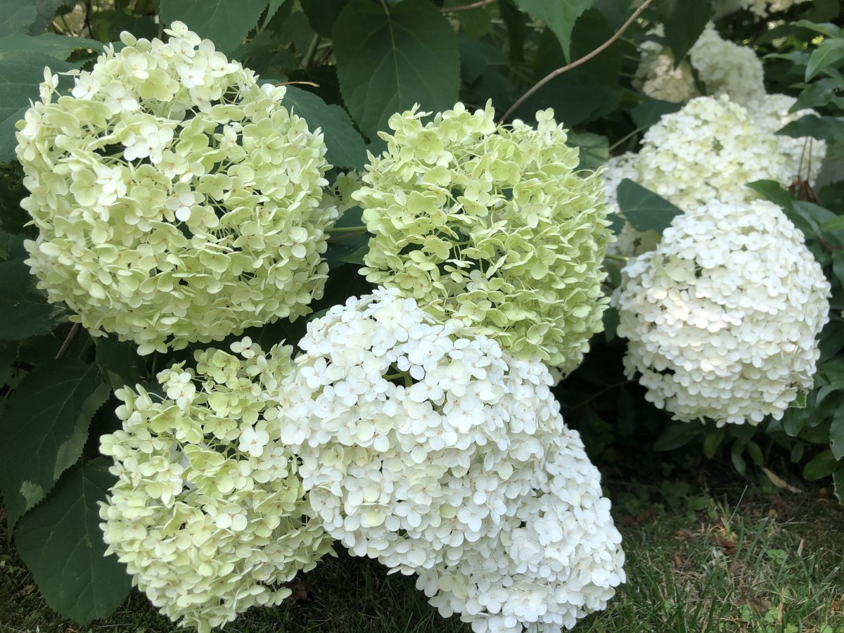 Side by side comparison of fresh white blooms and green blooms that are more dried out with a "papery" texture. The green blooms will last longer in arrangements.