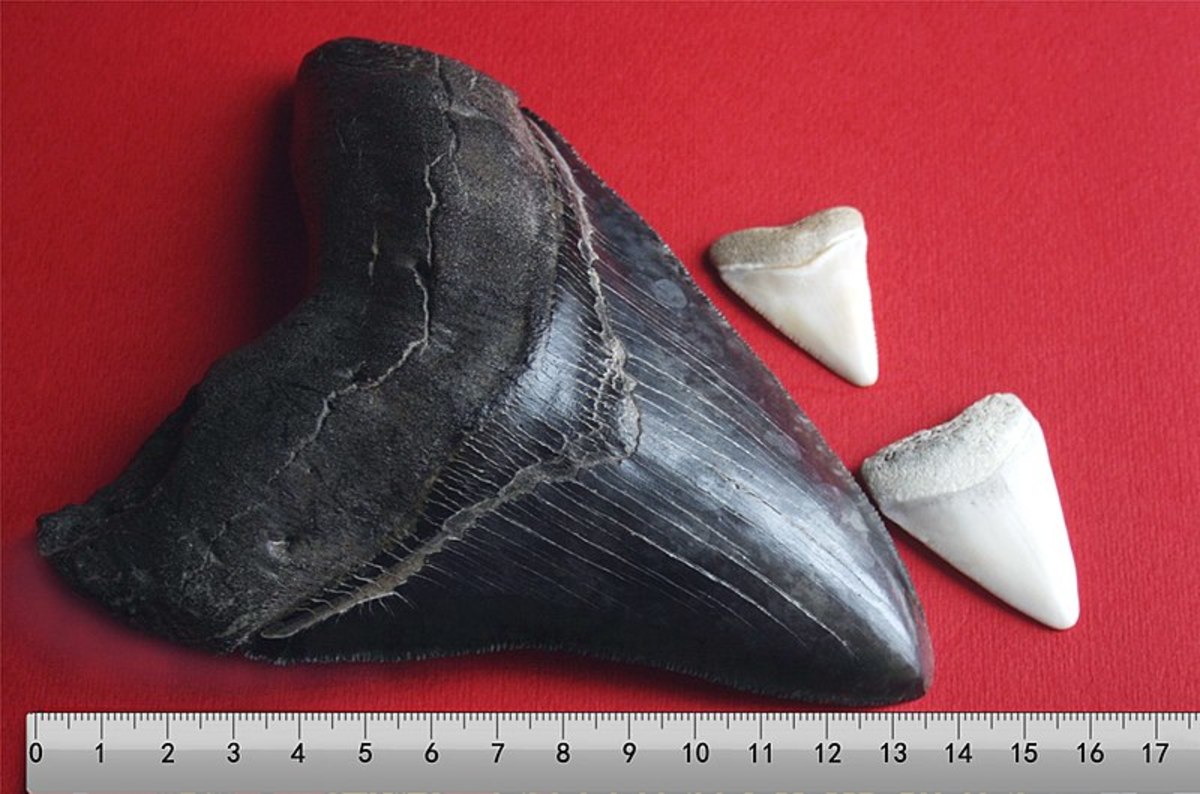 A huge Megalodon tooth alongside two comparatively tiny Great White teeth.