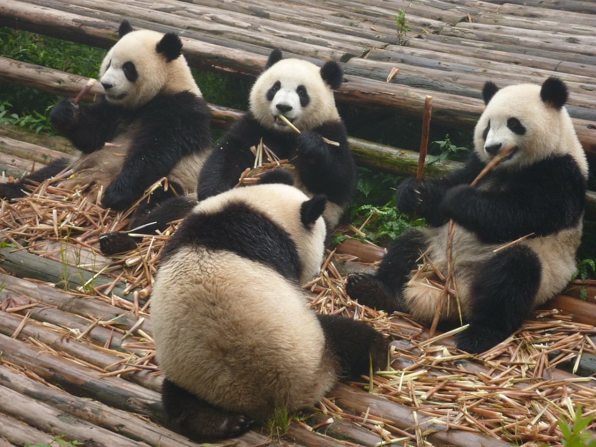 Giant Pandas In Chinese Wildlife, Within The Whole World