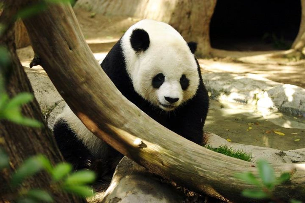 Doubling Down — All the Pretty Pandas