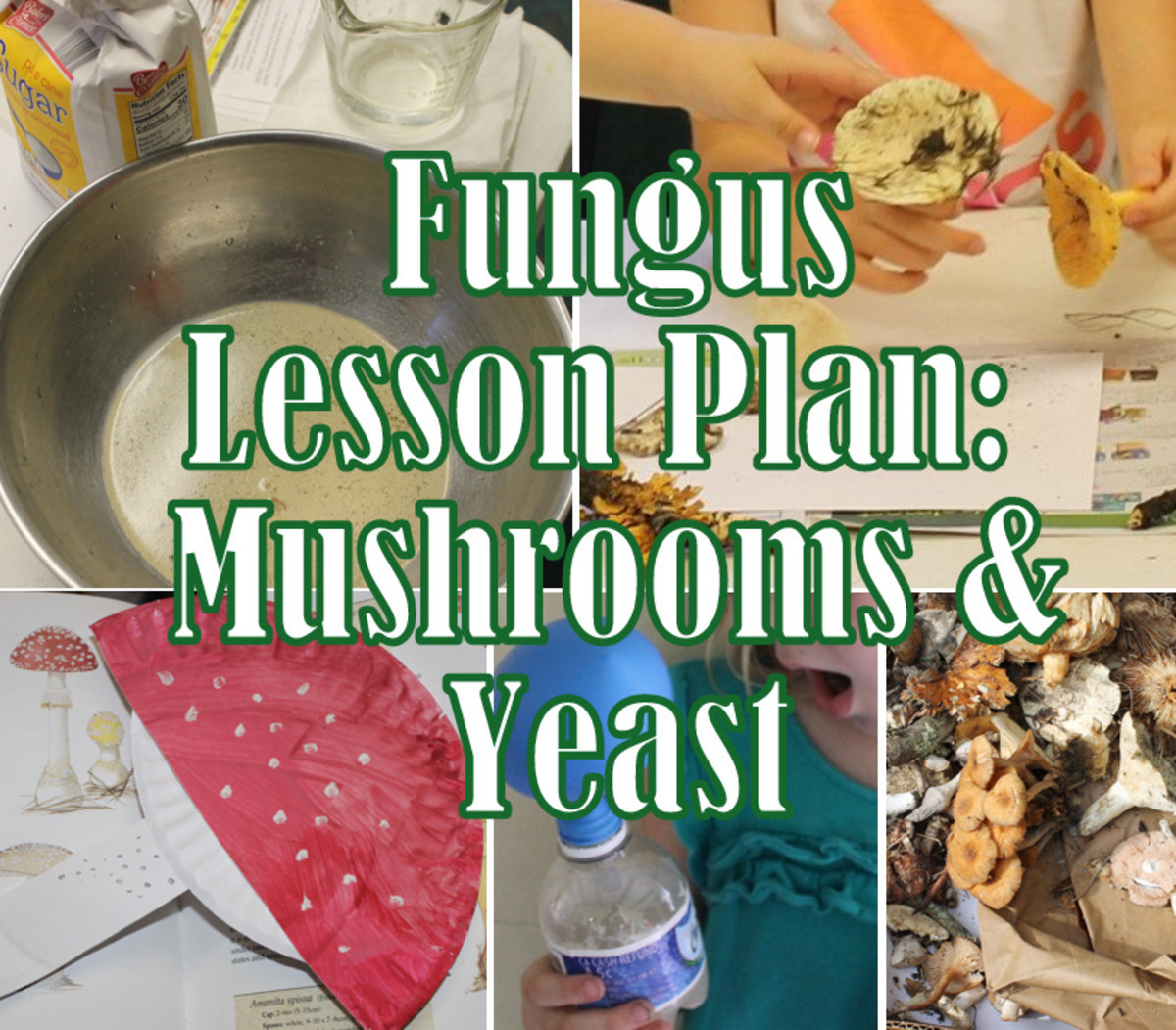 Hands on Lesson Plan on the Fungi Kingdom including Mushrooms and Yeast