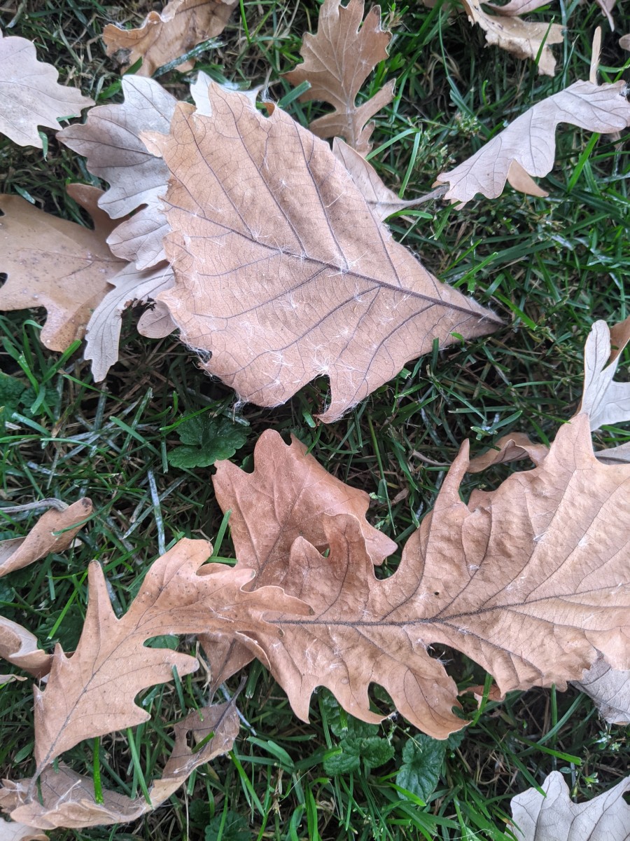 oak-leaves-so-many-craft-idea-one