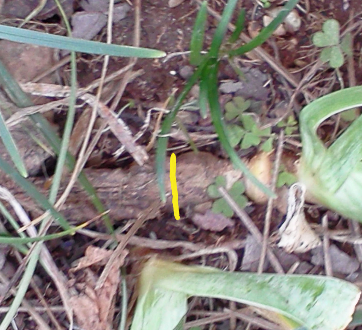 This shows a partially rotted iris rhizome. The shriveled part to the left of the yellow line should be cut off and trashed.
