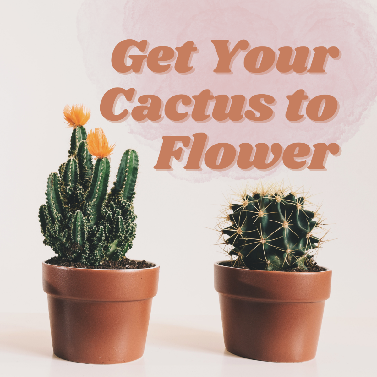 Can cacti flower indoors? With proper care and a little luck, get your cactus to bloom.