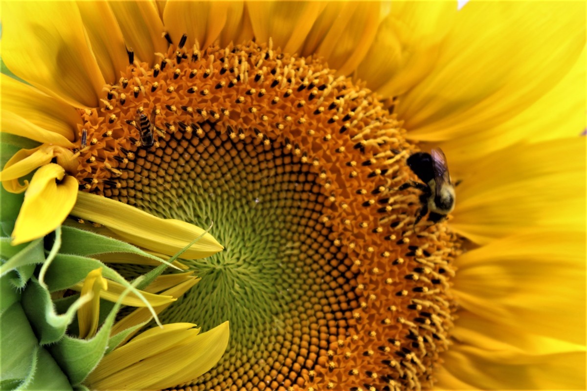 Sunflowers: Origin and Impact
