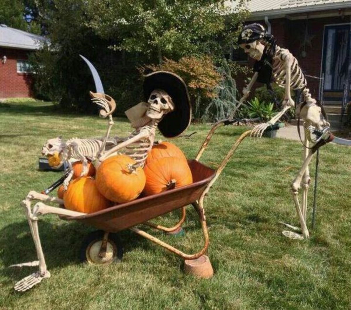 Yo ho, yo ho, it's a pirate's life for these skeletons! They're plundering some pumpkins.