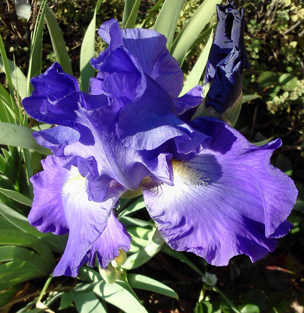 This bearded iris is called Feedback.