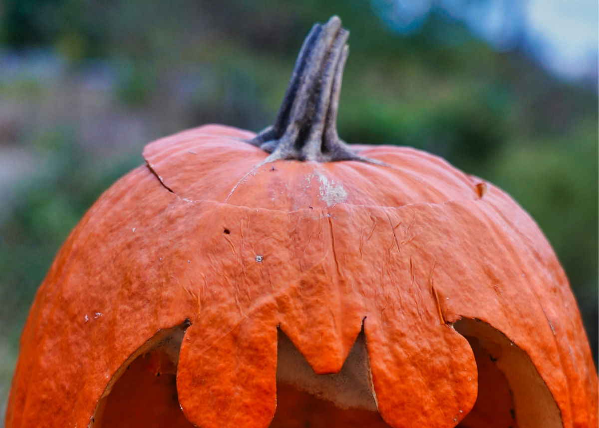 This pumpkin's lid is already starting to sink as the pumpkin shrivels. It won't be long before it falls right in.