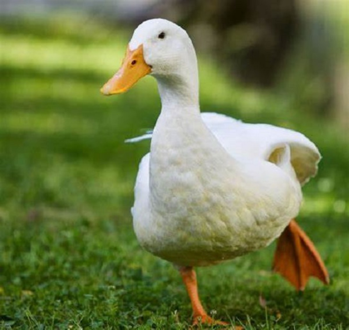 types-of-ducks.jpg (1520×1440) | Types of ducks ...