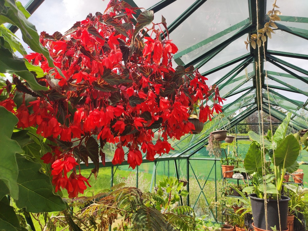 How to Overwinter Begonias in Cold, Frosty Climates