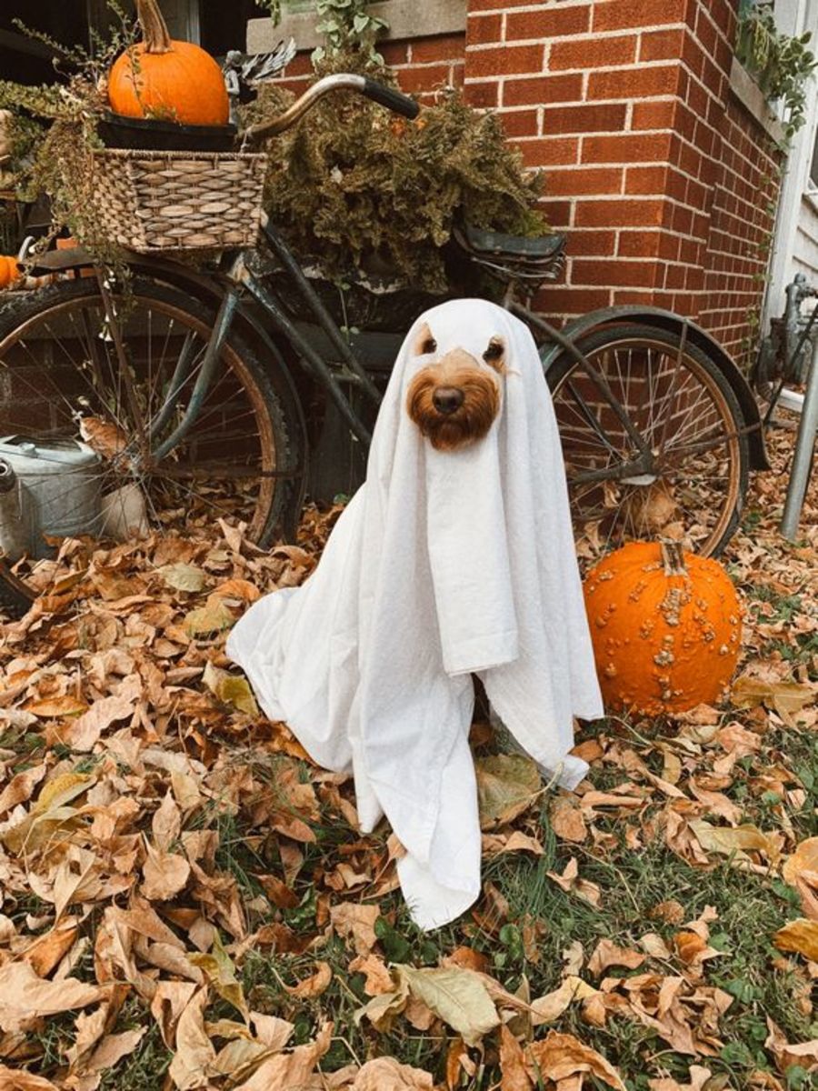 Ghost Dog Costume