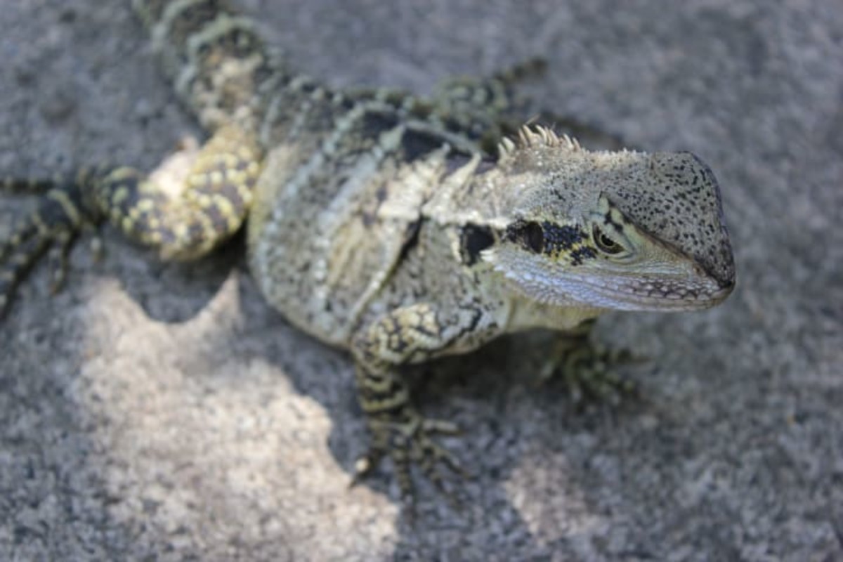 Bearded Dragon (Scientific name: Pogona Vitticeps)
