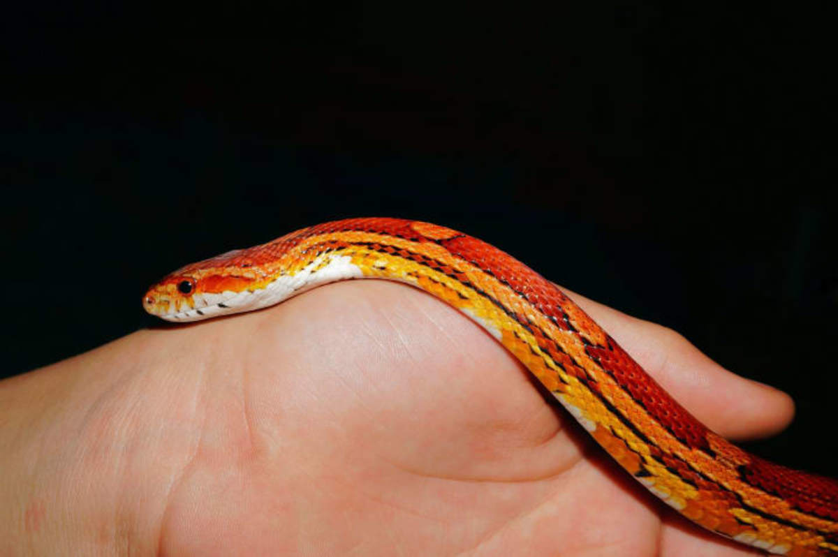 Corn Snake (Scientific name: Pantherophis guttatus) 