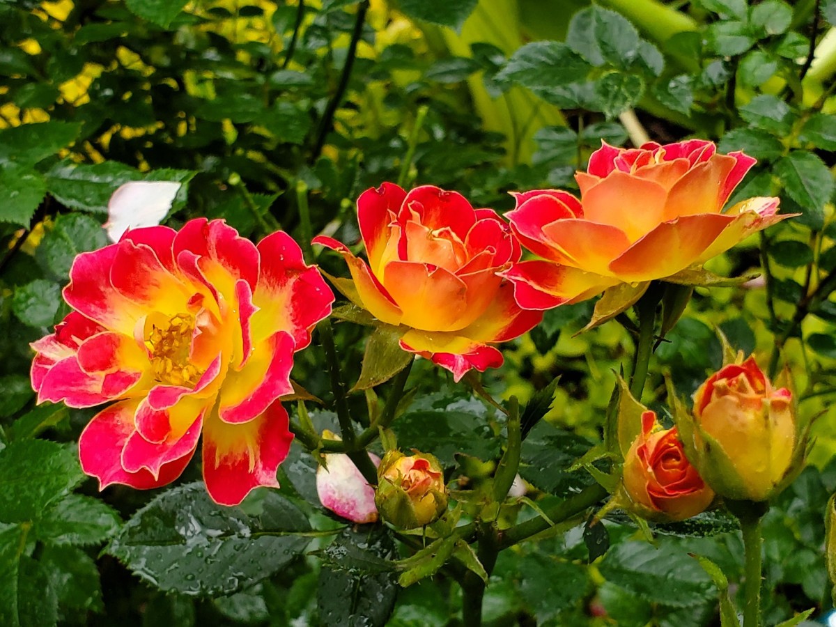 How To Plant A Miniature Rose Bush Outdoors Dengarden