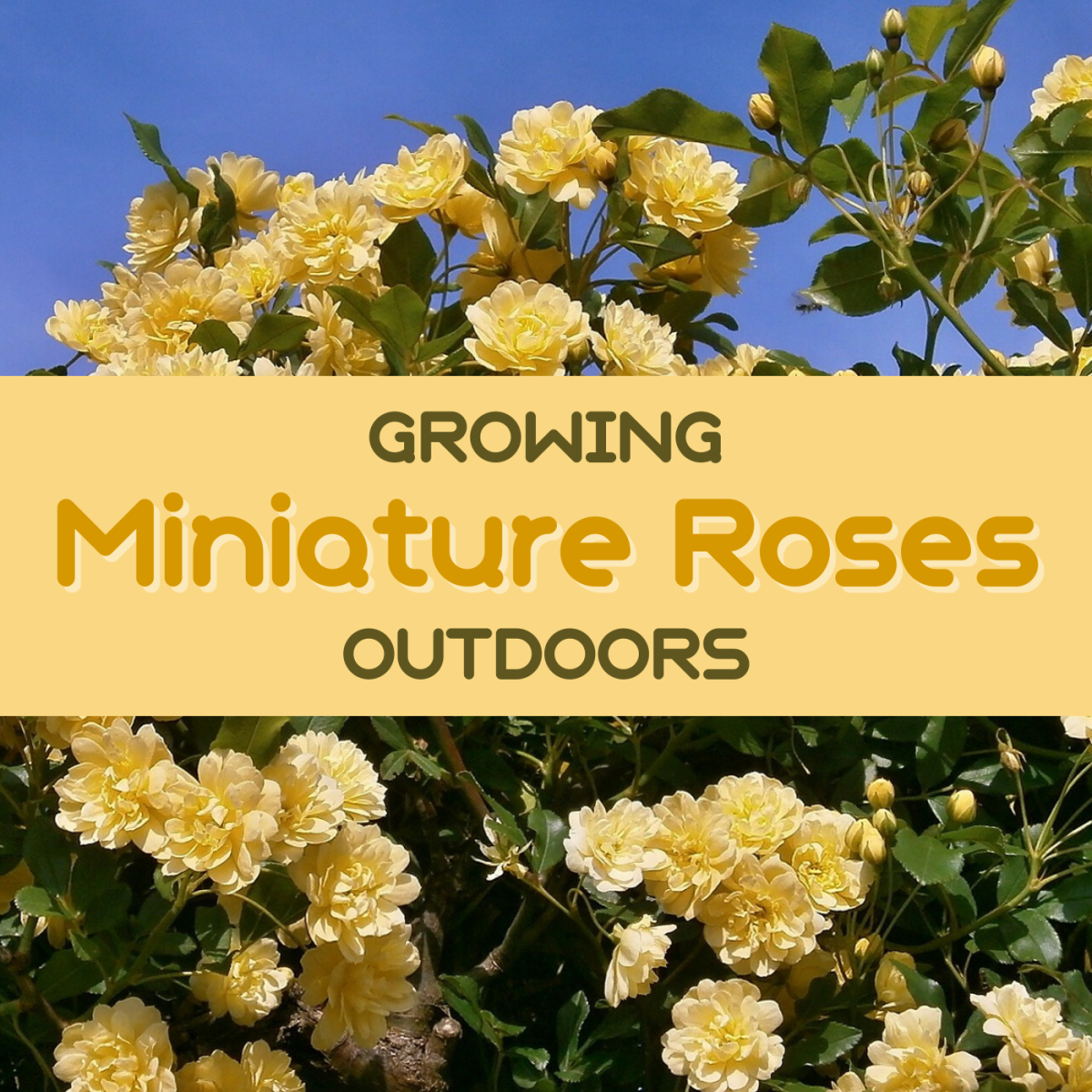 You can plant and successfully grow mini roses both inside and outside. Learn how to care for your outdoor blooms.