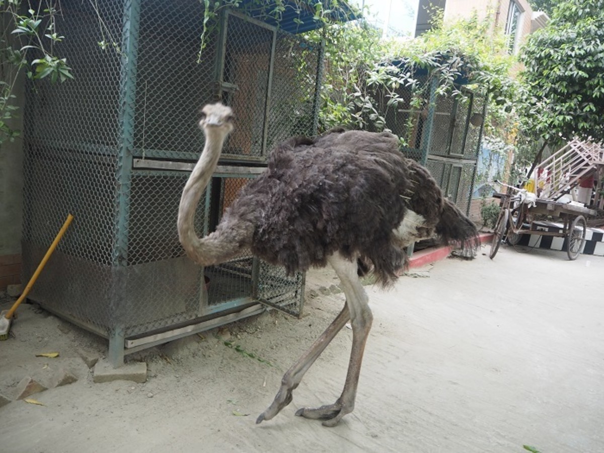 Pic: A Tamed Ostrich at the Zoo on the Picnic Spot