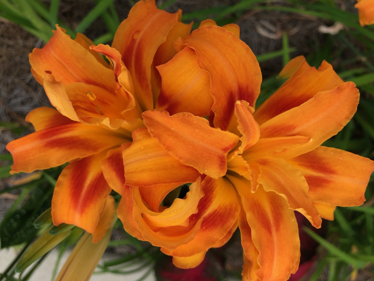 Some of my dad's brilliantly colored day lilies, now in my garden. Day lilies make great pass-along plants.