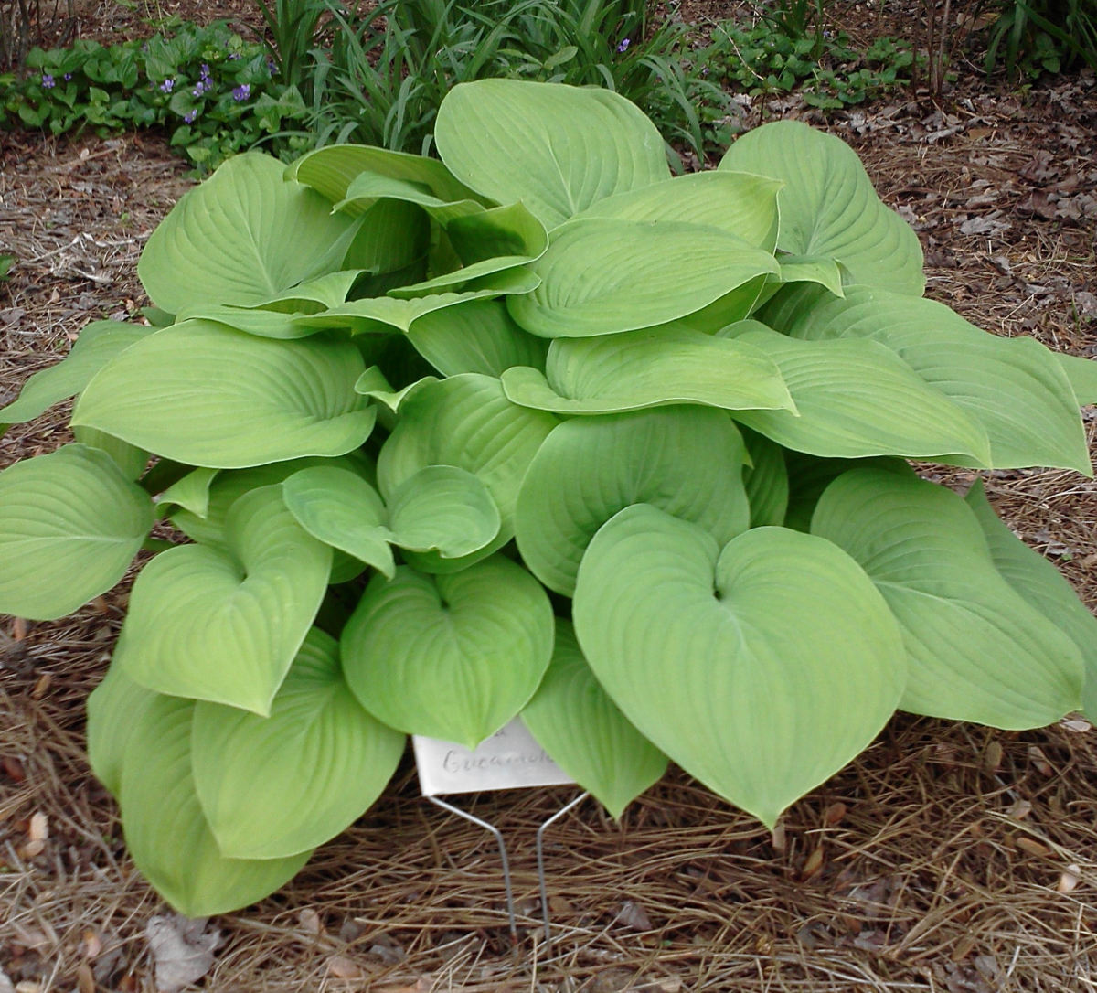 This is a hosta called "Guacamole". I had problems growing hosta in central Florida, but now that we're a bit farther north, I will be trying them again.