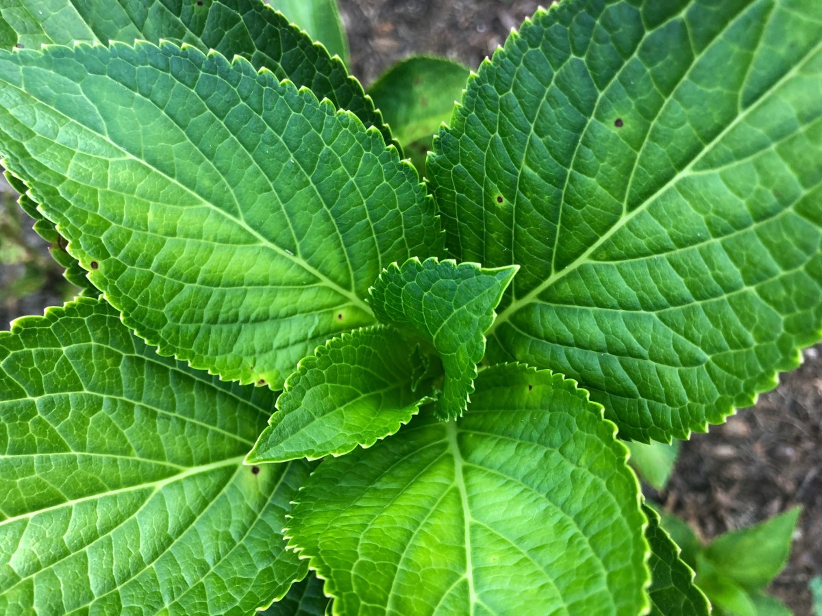 The beautiful dark green leaves of hydrangea