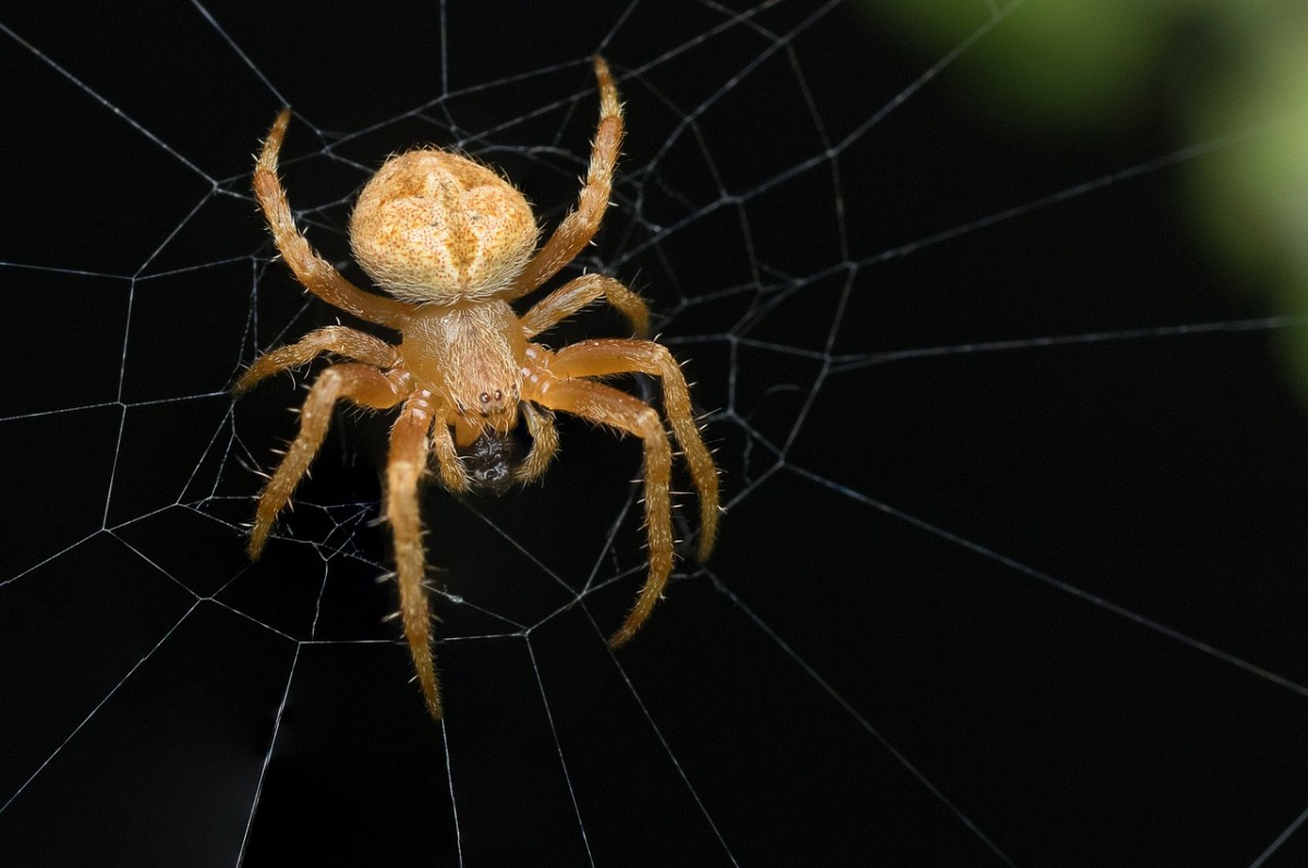 Spider in it's web: Image by ImageParty from Pixabay