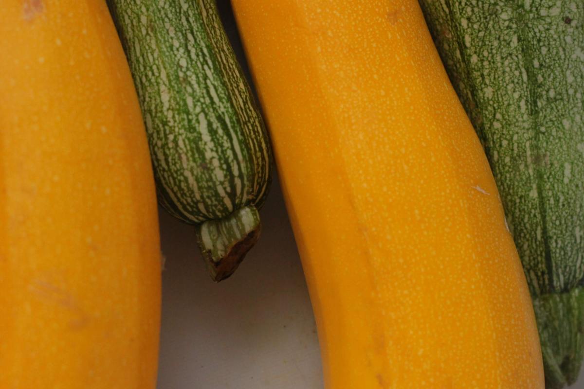 harvesting-zucchini