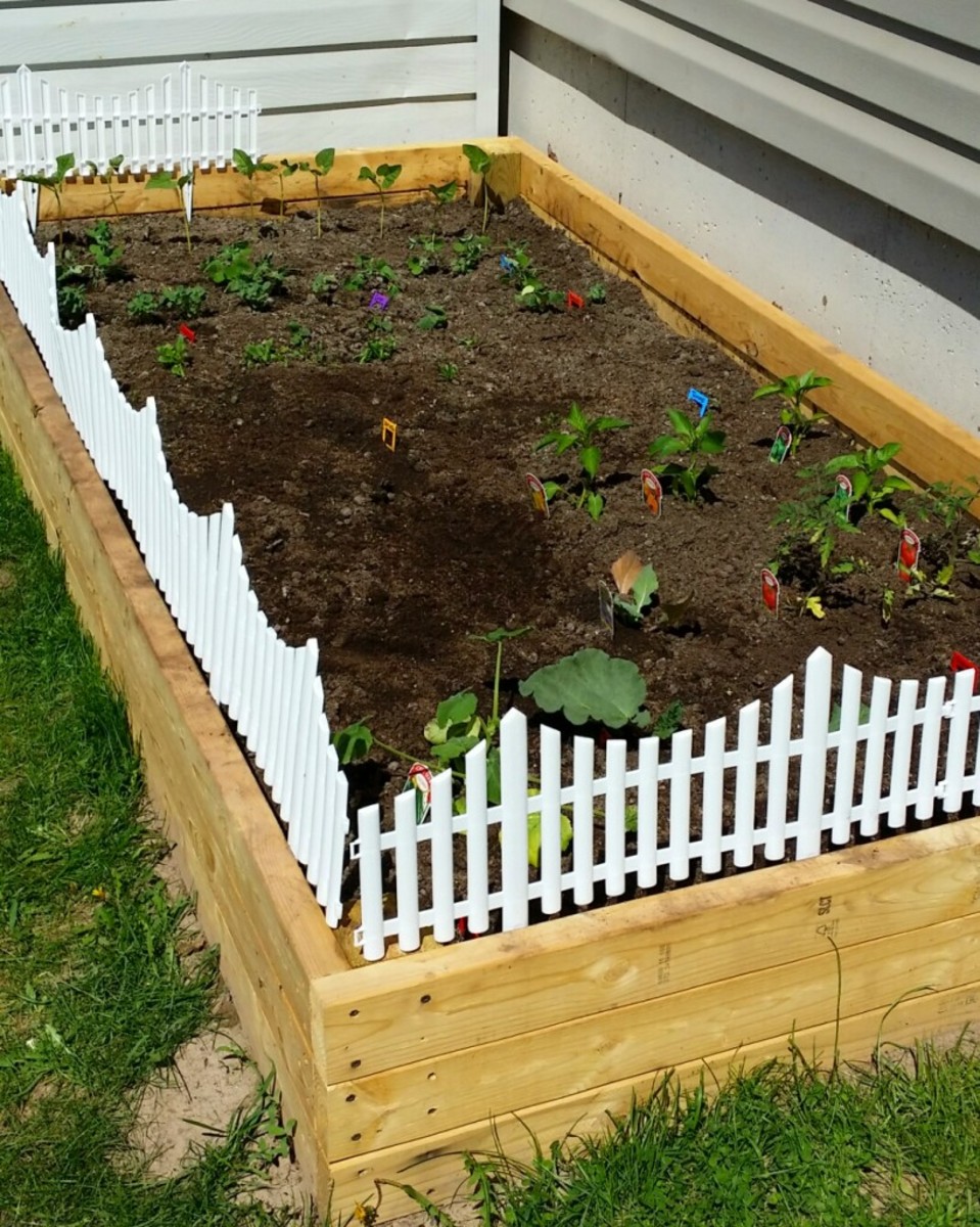 raised-bed-gardening-perfect-for-city-living-beginners