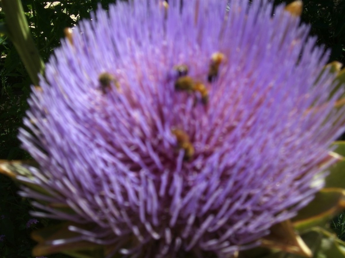 Homey Bees clustered continually on the Artichoke flower.