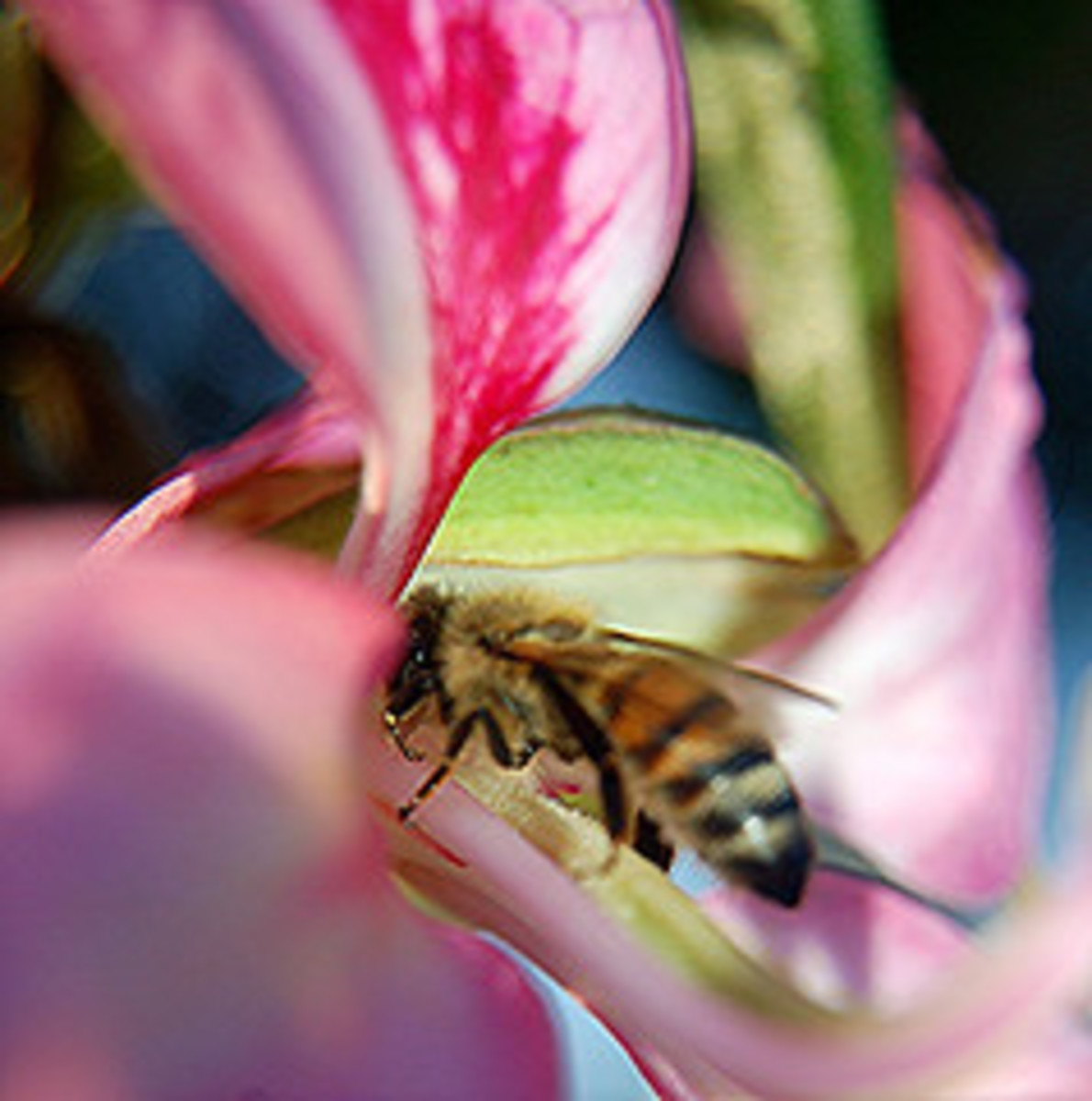 Honey Bee on Orchid Flower.