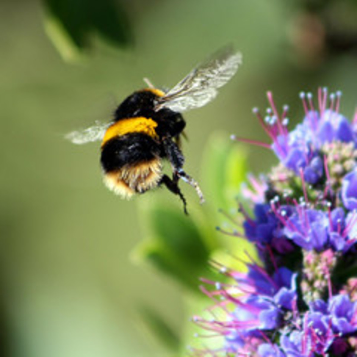 Bumble Bee Alighting on a succulent Scabious Flower......All photos courtesy Flickr.