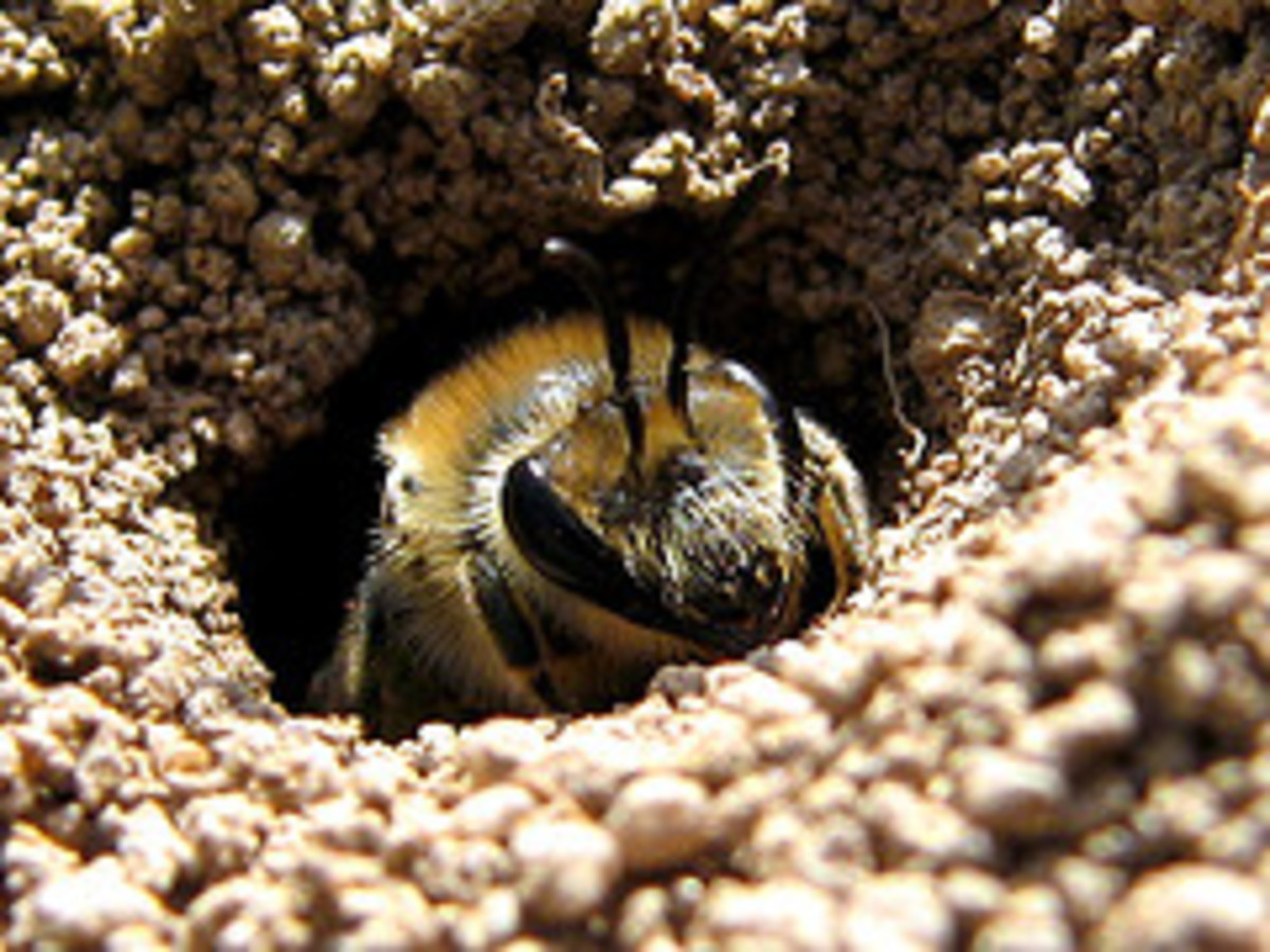 Solitary Burrowing Bee emerging from its Burrow