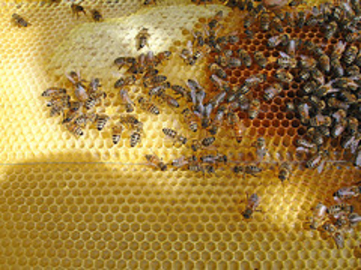 Bees working in a Hive