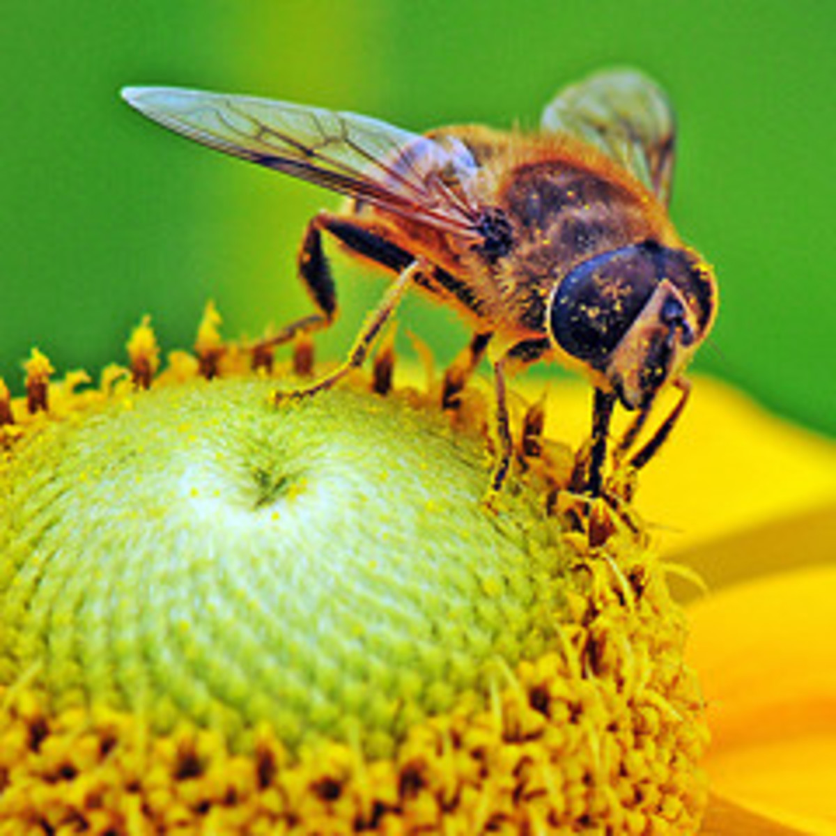 Bees love Yellow