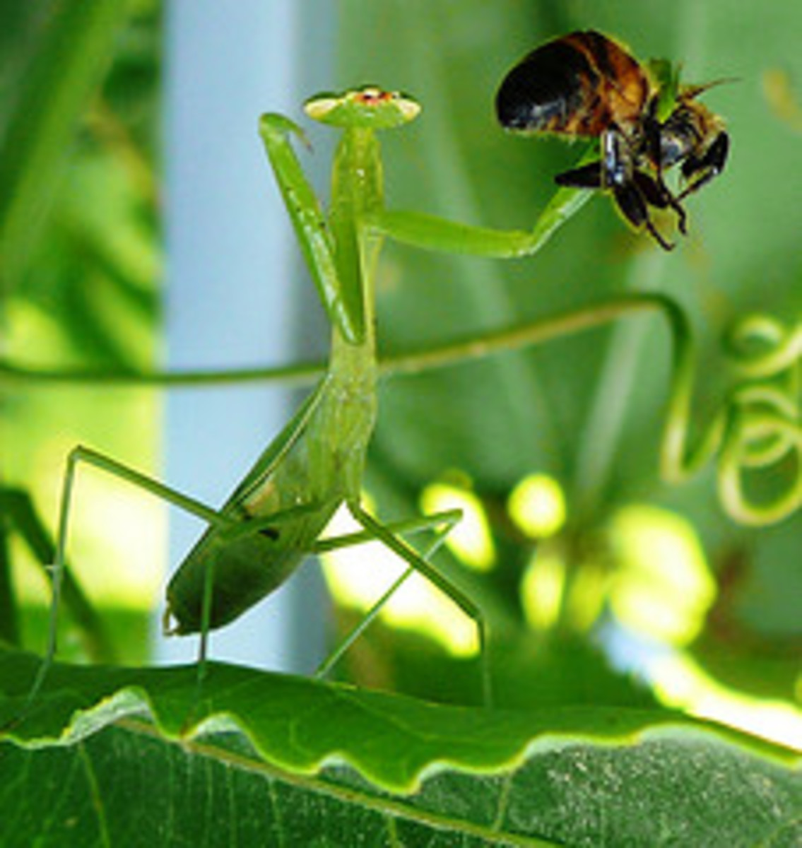 The Enemy, a Praying Mantis eating a Bee.