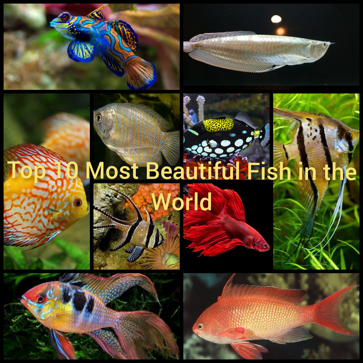 Top 10 Most Beautiful Fish in the World