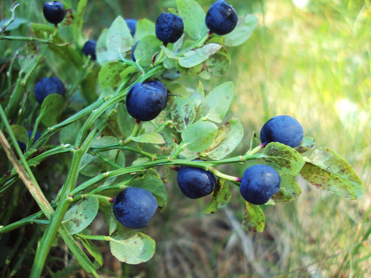 Mmmm... blueberries...
