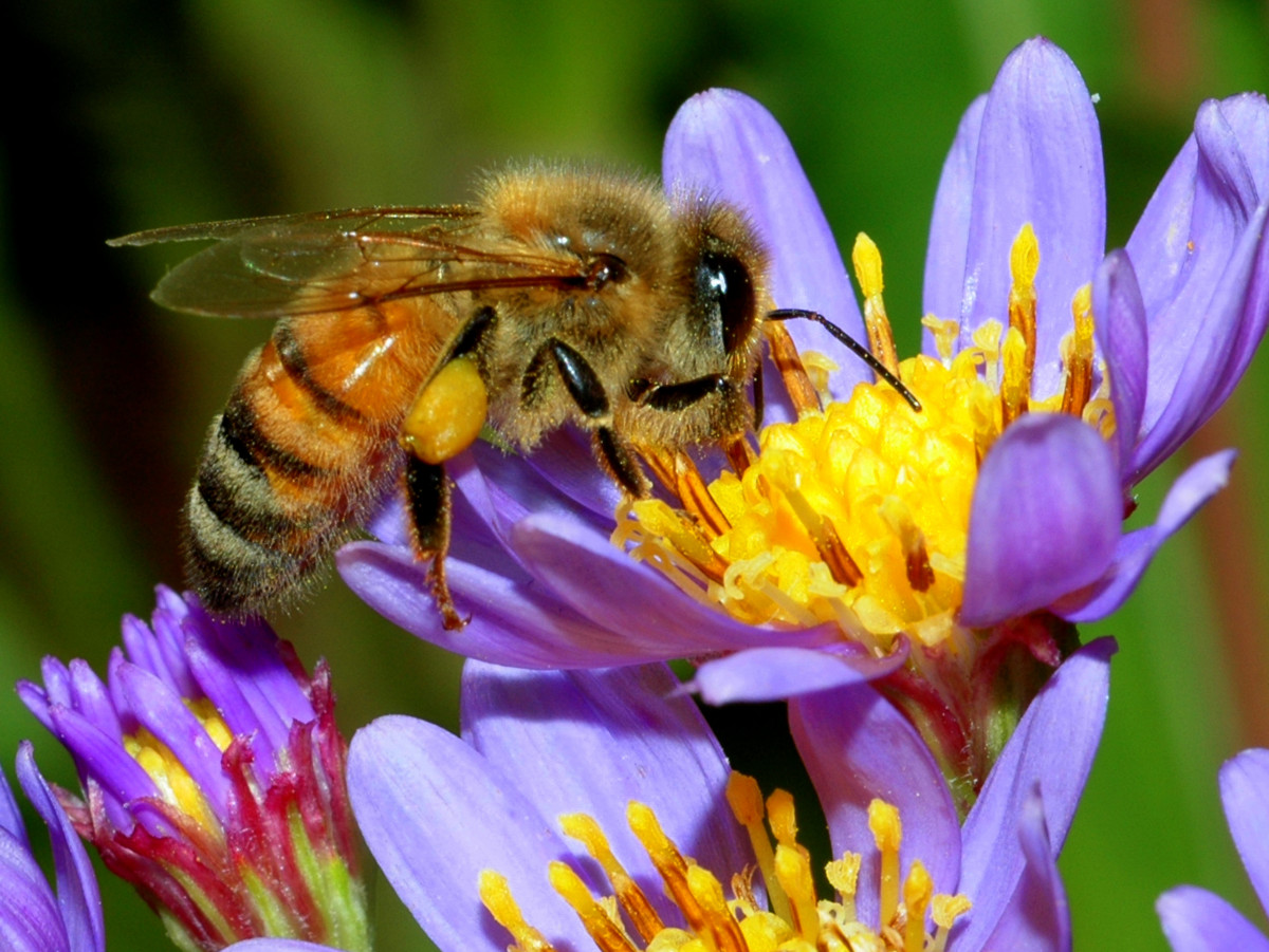 The humble honeybee—creator of mead.