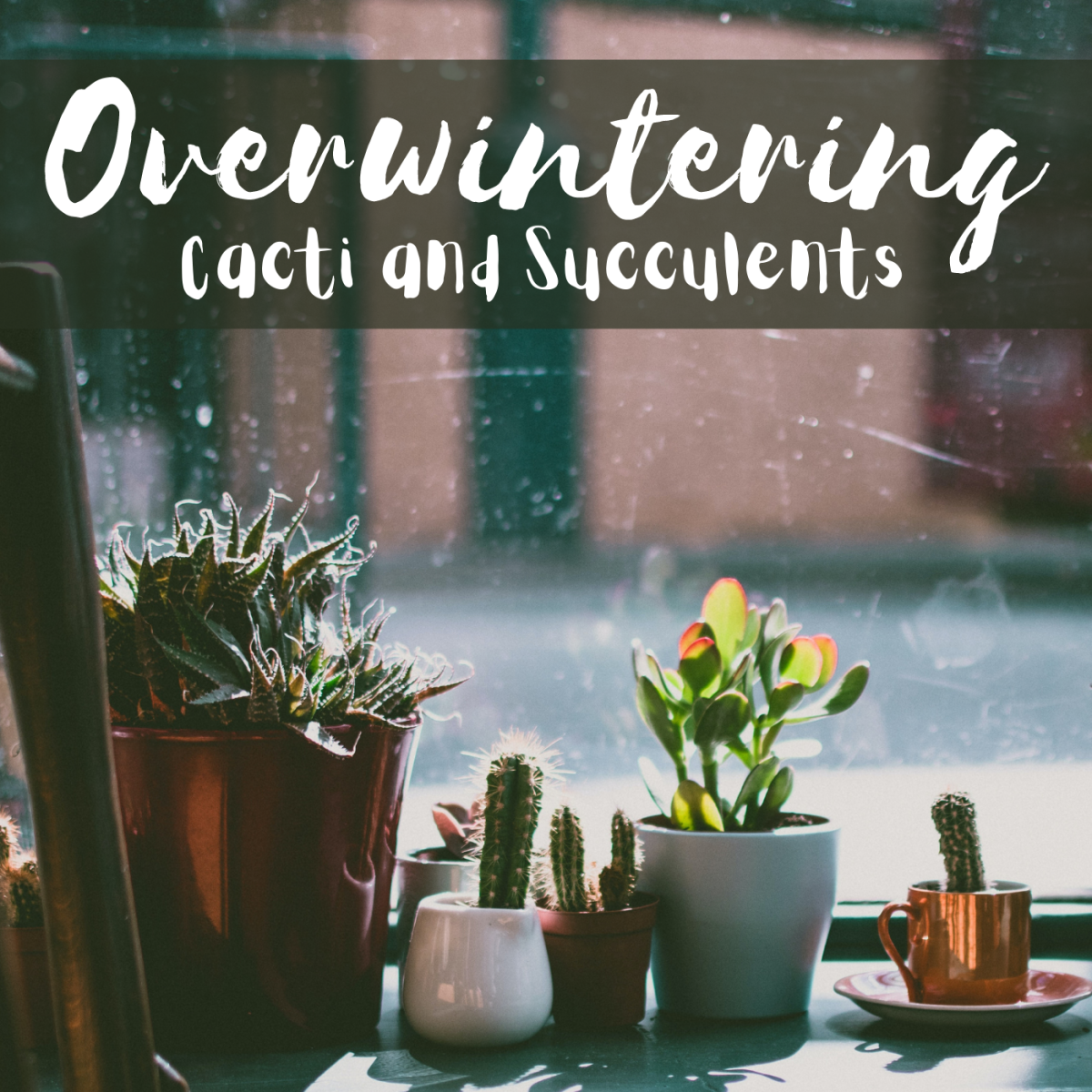 Overwintering cacti and succulents