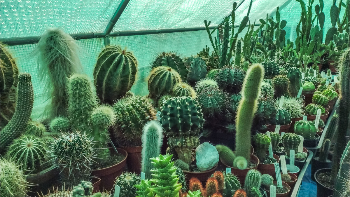 Learn when to bring your cacti and succulents inside for the winter.