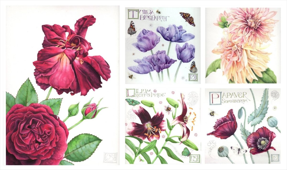 Helen Lush botanical watercolours