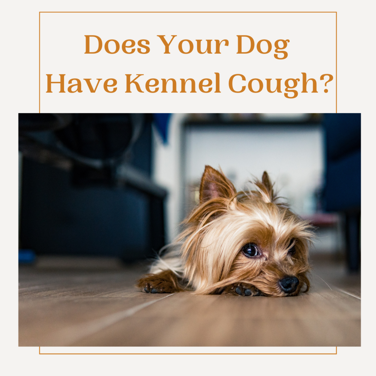 Kennel Cough Symptoms and Ways to Help Your Dog Stay Comfortable