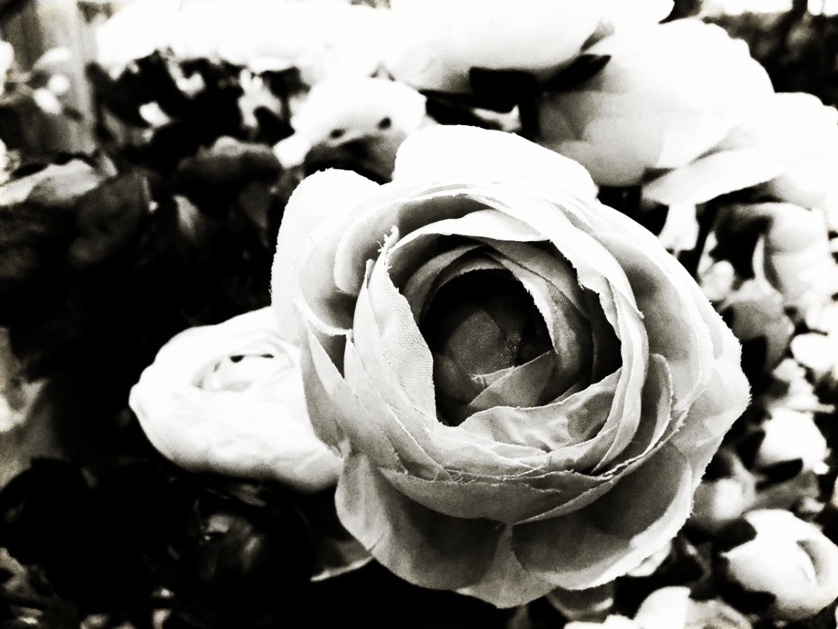 PHOTO9 : Combination of BeFunky Black&White6 and OldPhoto19