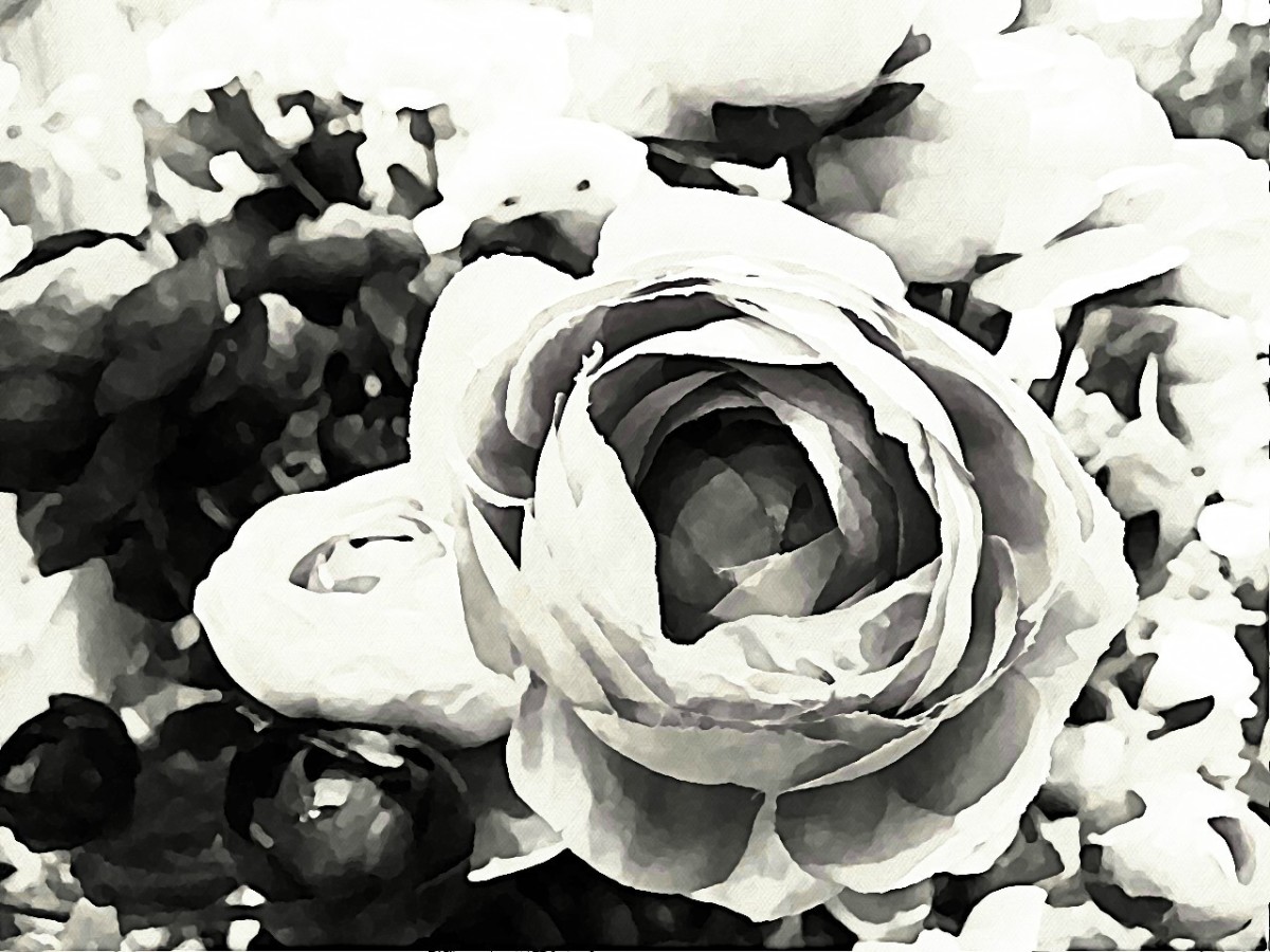 PHOTO5 : Combination of BeFunky Black and White and Watercolor effect filter