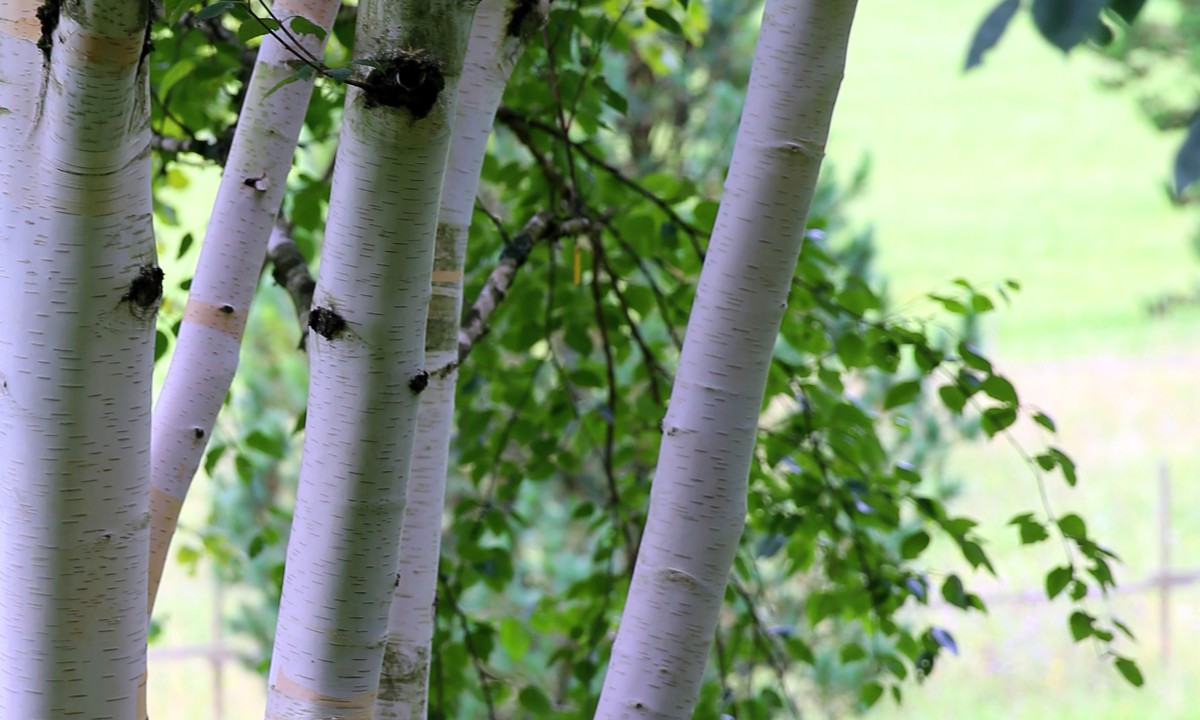 The Himalayan birch is just one of many trees whose bark provides gorgeous interest year-round (but especially in winter!). 