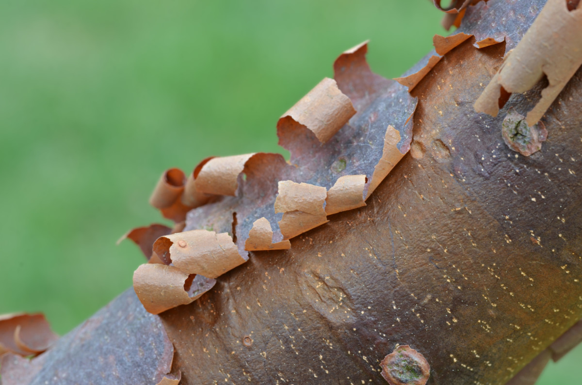 The paperbark maple features beautiful peeling bark. 